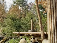 -都江堰中华大熊猫苑