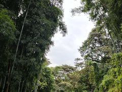 -黄埔油麻山森林公园