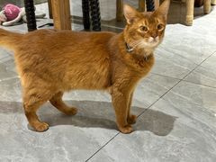 -猫小院猫主题餐厅(南锣旗舰店)
