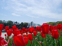 -上海鲜花港