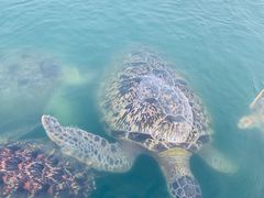 -硇洲岛旅游区