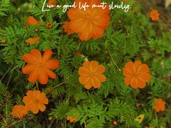 -北京鹿世界主题园