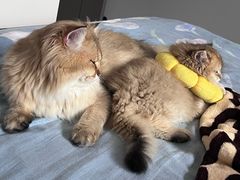 -伟伟宠物医院·CT影像中心·瑞派犬猫综合性门诊(汉口总院)
