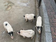 -石家庄市动物园