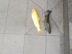 -京北渔家傲
