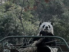 -成都动物园