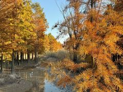 -上海长兴岛郊野公园