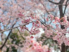 -顾村公园