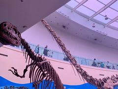 -陕西自然博物馆