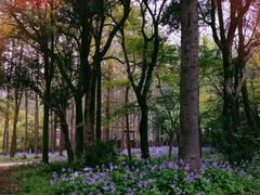 -上海共青森林公园