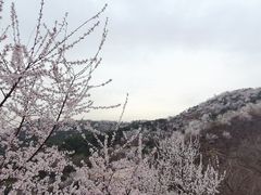 -北京西山国家森林公园