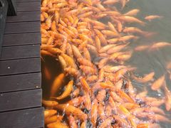 -枫香湖儿童公园