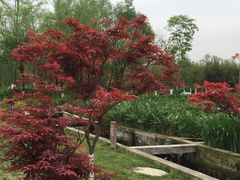 -白鹭湾湿地公园