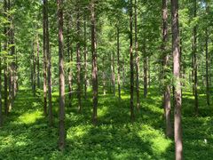 -黄海国家森林公园