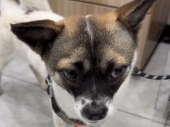 -安安宠医宠物医院·异宠·犬猫内科(岳阳分院)