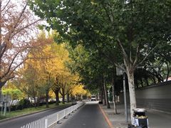 -三里屯东五街银杏大道