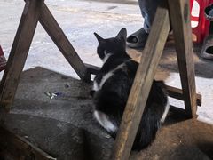 -杨合林啊兰烤鱼