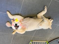 -萌兽医馆·眼科·异宠专科(三里屯店)