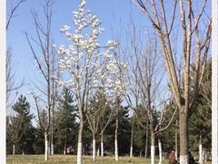 -洨河生态公园