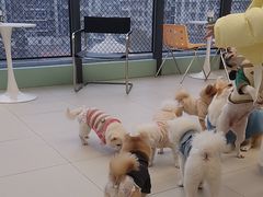 -怪兽屋·羊驼·猫咖·狗咖(俊华广场店)