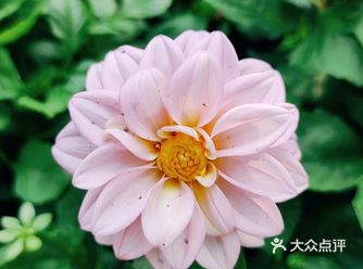 粉色的大丽花，淡淡的粉色，可以说是重瓣的，一层一层