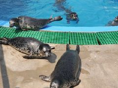 -北戴河圣蓝海洋公园