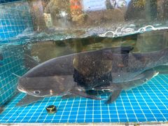 -浔味·山屿湖·正宗淳牌全鱼宴老字号