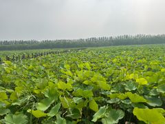 -西青郊野公园