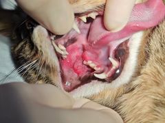 -爱贝特动物医院·猫口炎专科