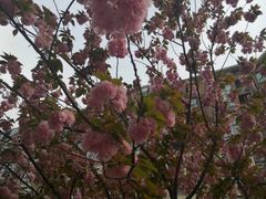 -炉鱼(云澜湾店)