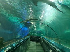 -上海海洋水族馆