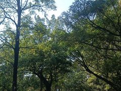-三水森林公园