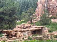 -北京野生动物园