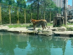 -上海野生动物园