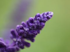 -广东花都香草世界旅游度假区