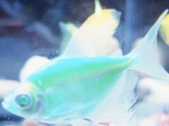 -秀·爱尔兰餐吧(上海路店)