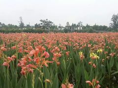 -郫都区农科村景区