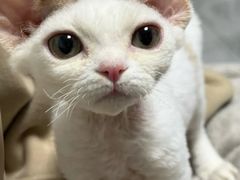 -山宅一喵德文卷毛猫舍