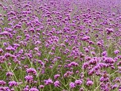 -紫颐香薰山谷景区