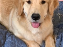 -翊宠yipet猫狗购宠庄园犬舍•猫舍