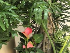 -小吊梨汤·北京菜·烤鸭(双井乐成中心店)