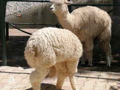 -新疆天山野生动物园