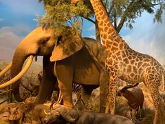 -陕西自然博物馆