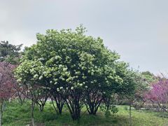 -中央公园(苏州工业园区)