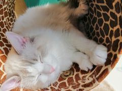 -飞行喵MR PILOT|猫舍·猫咖(静安大融城店)