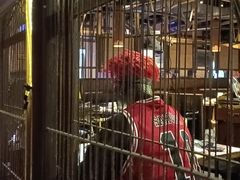 -哥老官重庆美蛙鱼头(西湖银泰十一哥店)