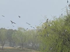 -新江湾城公园