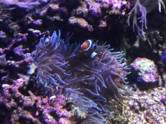-凯莉-塔尔敦海洋生物水族馆