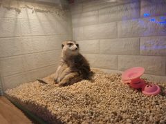 -平行世界·猫咖(首经贸店)