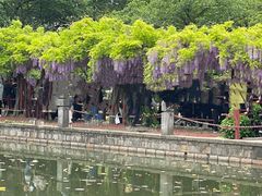 -嘉定紫藤园